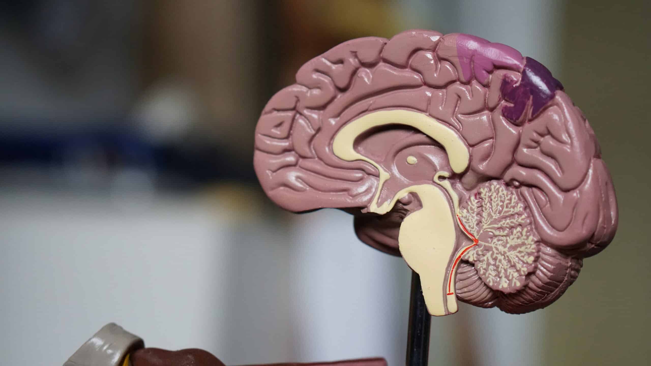 Understanding the Effects of Teenage Drinking on the Brain